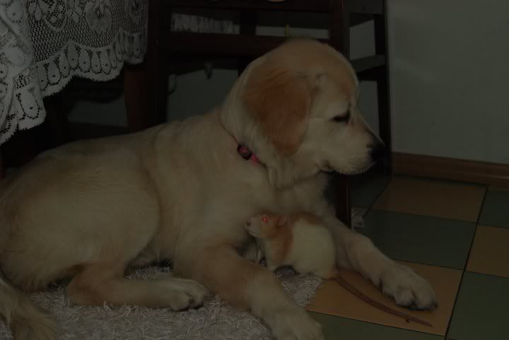 Качена снимка