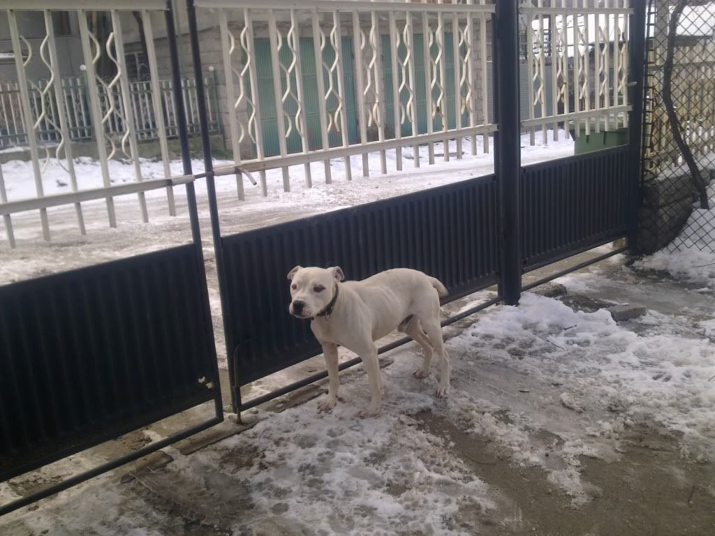 Качена снимка