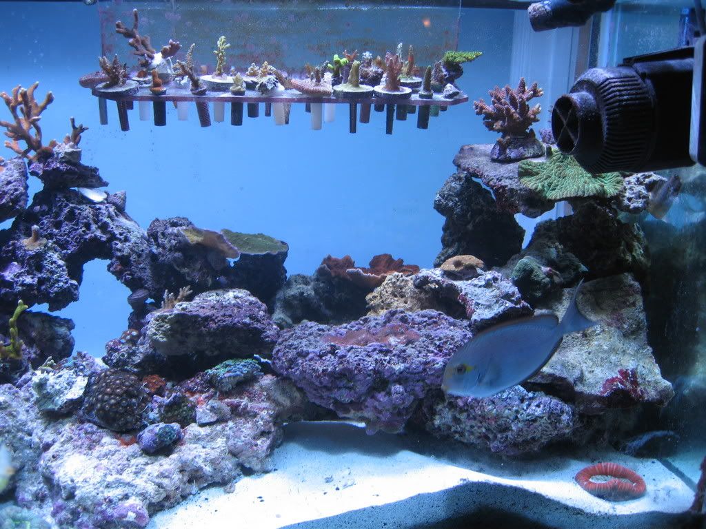 New Aquascaping Plus Zoa S For Sale Reef Central Online Community