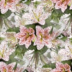 2nlzonm.gif picture by ROSA_SALVAJE