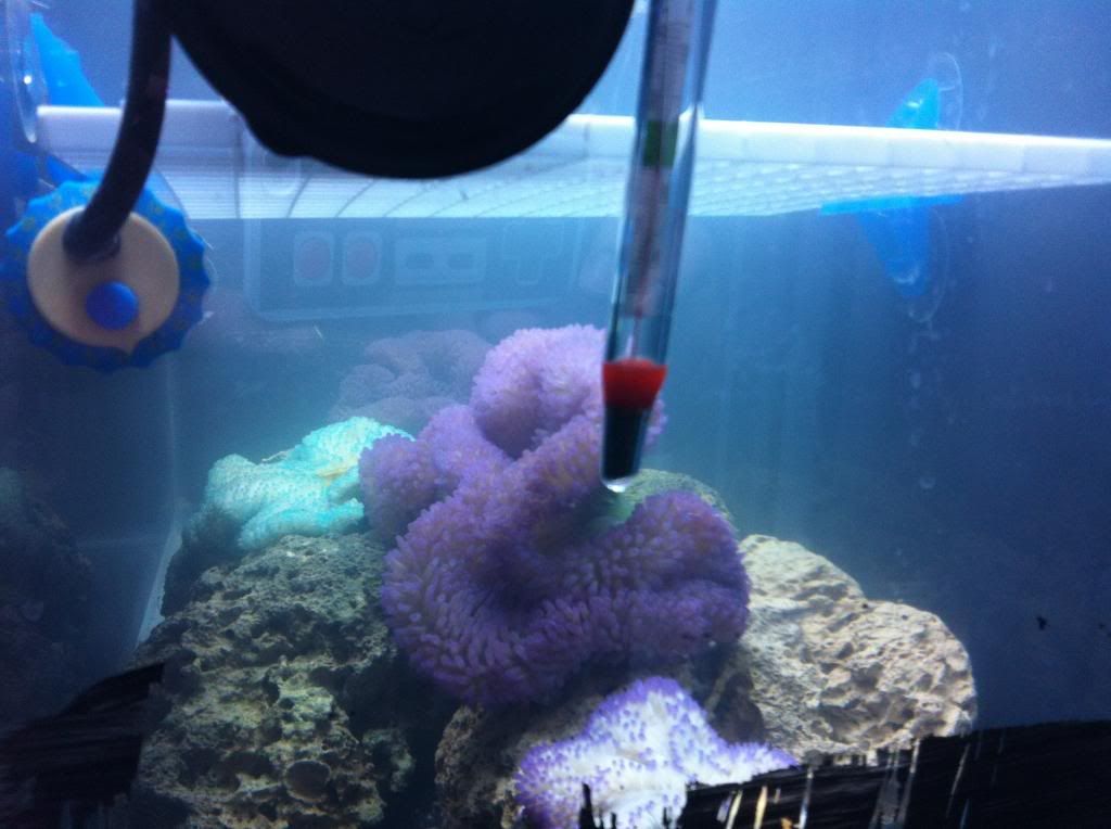 S. Gigantea Carpet Anemone Tank Reef Central Online Community