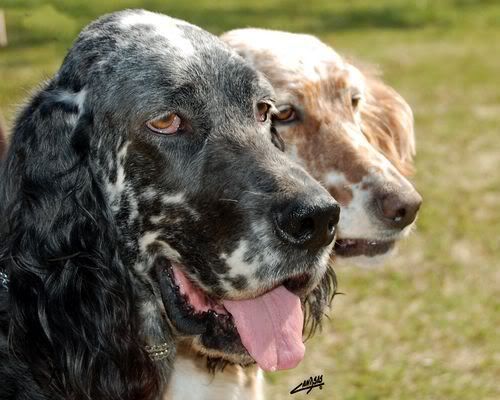 Oso y Juli