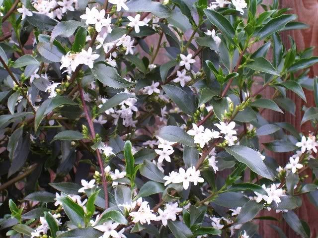 myoporum viscosum