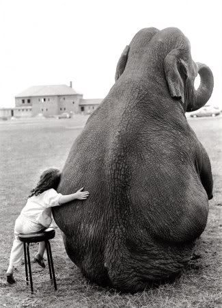 http://i209.photobucket.com/albums/bb205/amonraeyes/elephant.jpg http://i209.photobucket.com/albums/bb205/amonraeyes/elephant.jpg