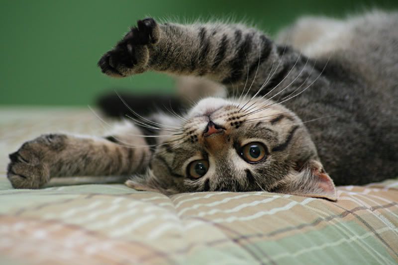 IMAGE: http://i209.photobucket.com/albums/bb22/sunnybunny_630/IMG_4951.jpg