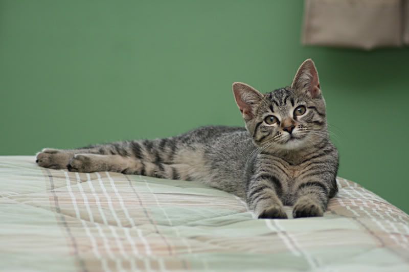 IMAGE: http://i209.photobucket.com/albums/bb22/sunnybunny_630/princess-2.jpg