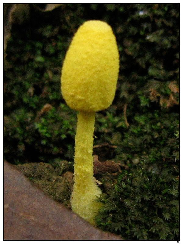 纯黄白鬼伞 leucocoprinus birnbaumii 蘑菇科