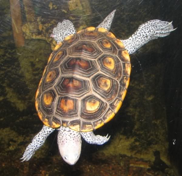 terrapin Pictures, Images and Photos