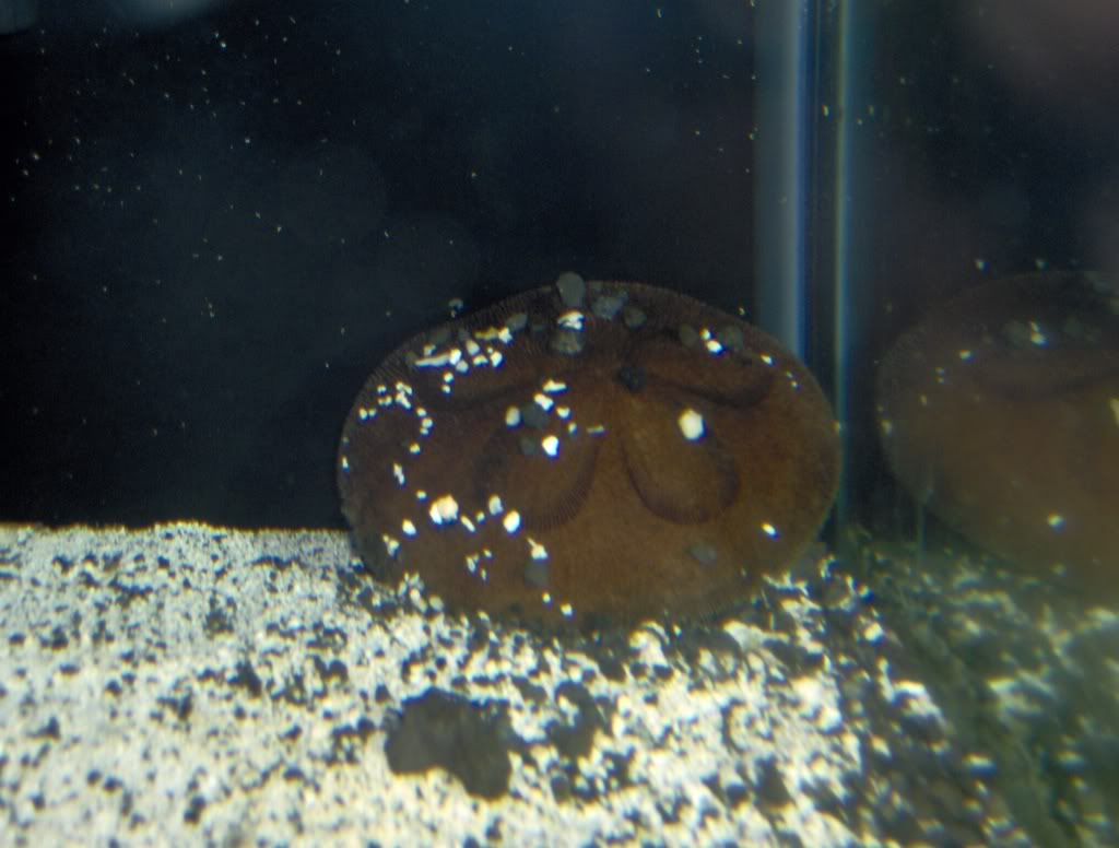 Sand Dollars in reef tank? Reef Central Online Community