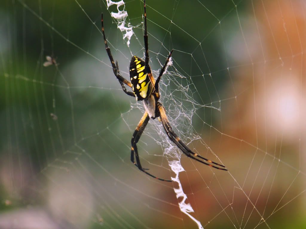 yellow garden spider Pictures, Images and Photos