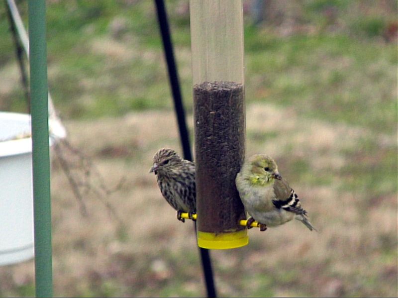 IMAGE: http://i209.photobucket.com/albums/bb232/Oakman61/IMG_0839-Copy_zps52b8cdb4.jpg