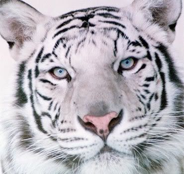 White Tiger Pictures, Images and Photos