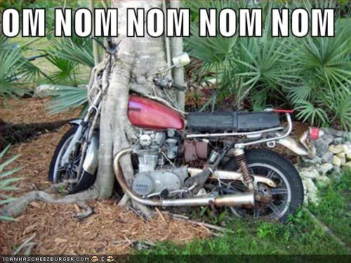funny-pictures-tree-eats-motorcycle.jpg