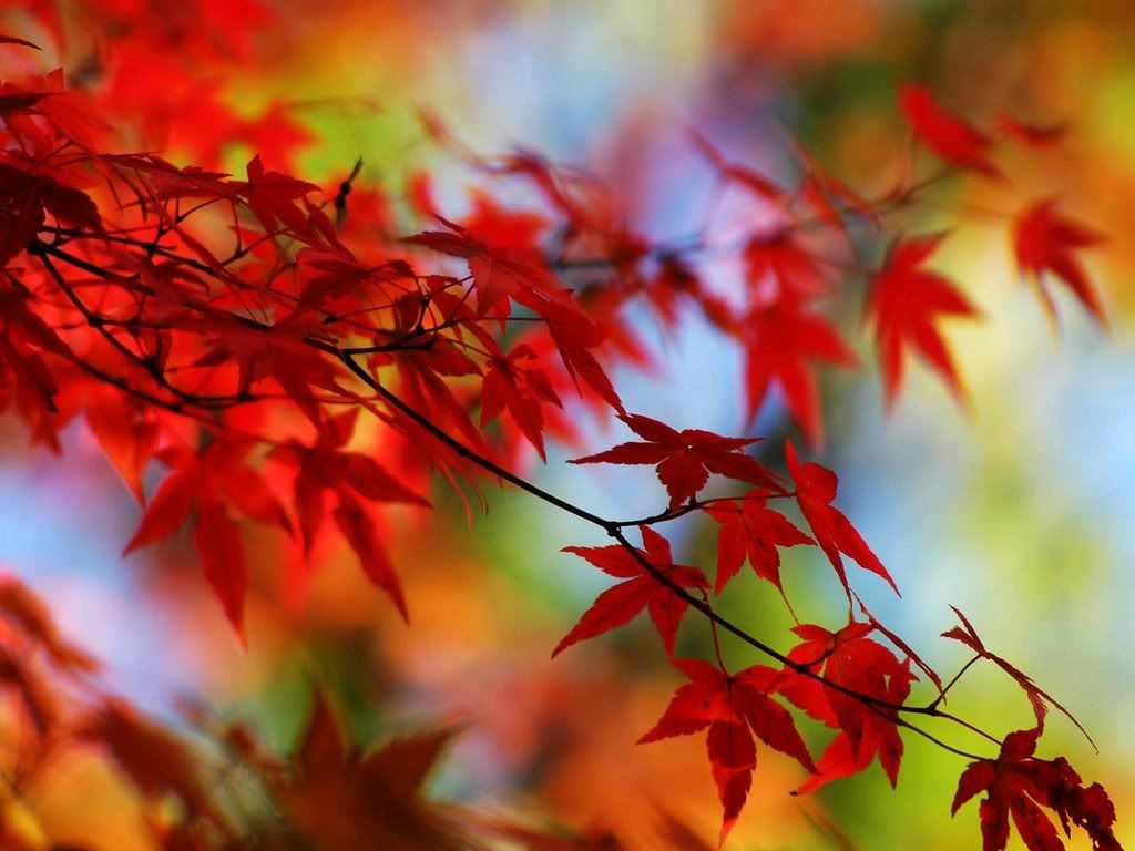 autumn leaves Pictures, Images and Photos