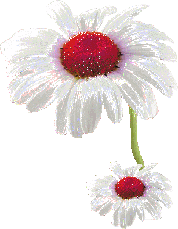 Animated Flowers Pictures, Images and Photos
