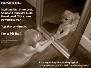 BSL Ad