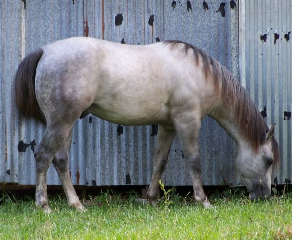 http://i209.photobucket.com/albums/bb252/KountryGirlKreationz/Horses/Dusty/June/100_1259.jpg