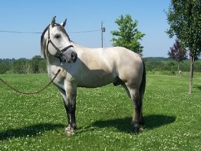 http://i209.photobucket.com/albums/bb252/KountryGirlKreationz/Horses/HilltopHorses/100_0532sneek.jpg