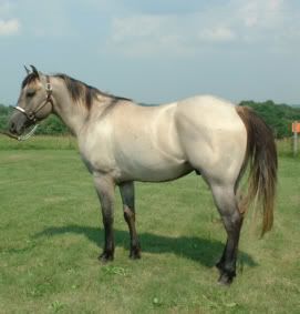 http://i209.photobucket.com/albums/bb252/KountryGirlKreationz/Horses/HilltopHorses/sneeker20004.jpg