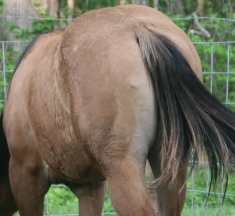 IMAGE(http://i209.photobucket.com/albums/bb252/KountryGirlKreationz/Horses/Jackie/2009/May/IMG_0108.jpg)