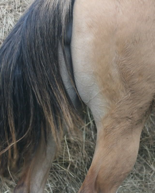 IMAGE(http://i209.photobucket.com/albums/bb252/KountryGirlKreationz/Horses/Jackie/2009/May/IMG_0145.jpg)