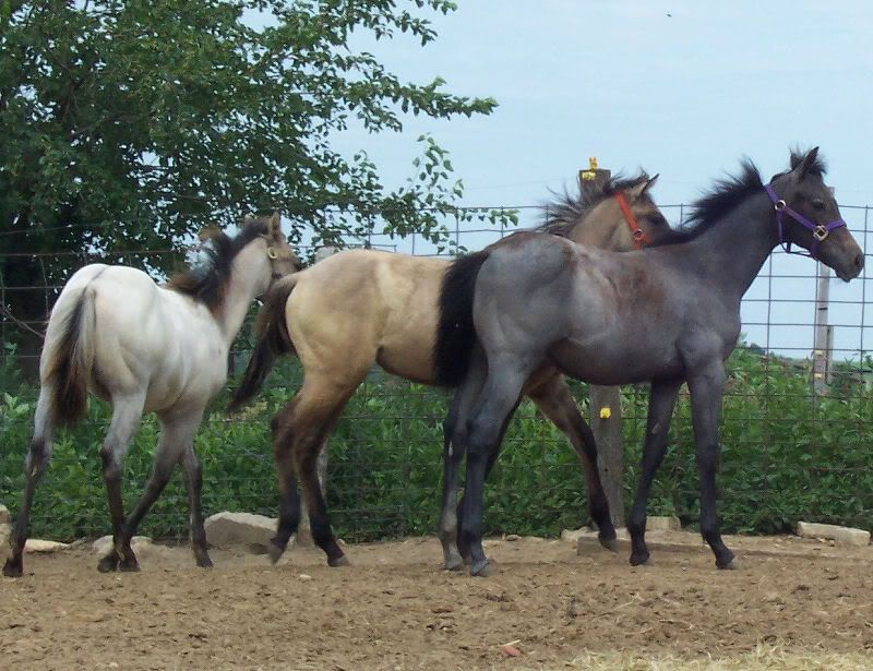 http://i209.photobucket.com/albums/bb252/KountryGirlKreationz/Horses/Lacey/100_0611072408mod.jpg