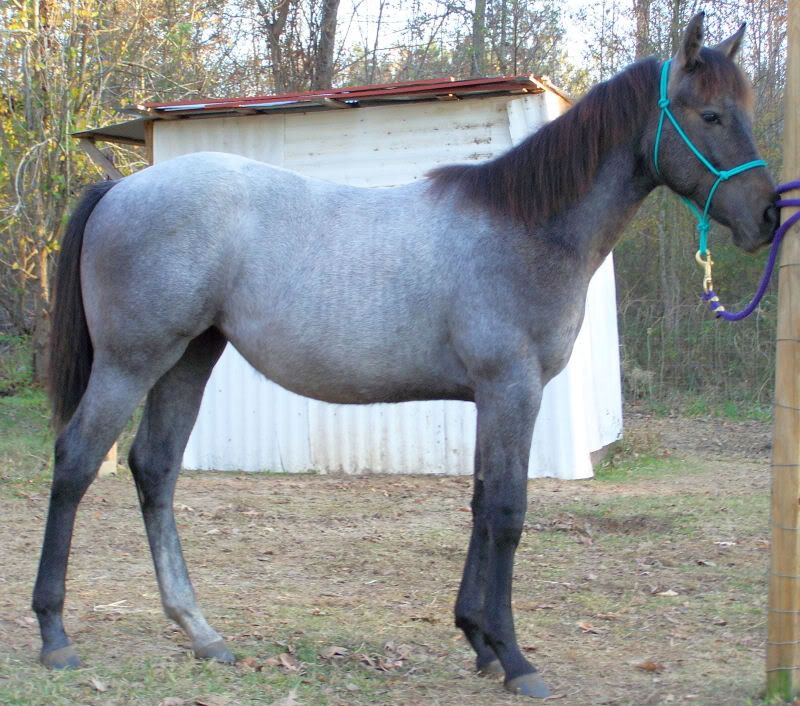 http://i209.photobucket.com/albums/bb252/KountryGirlKreationz/Horses/Lacey/November/100_1962.jpg