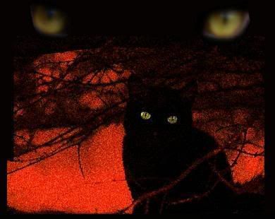 theblackcat_by_Velvet.jpg picture by ouz0