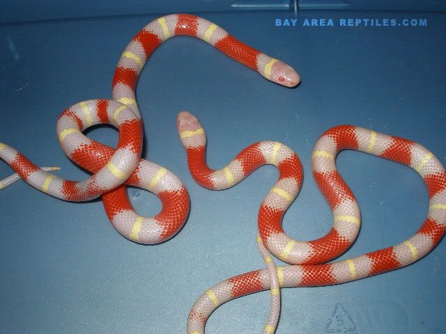 Albino Nelson