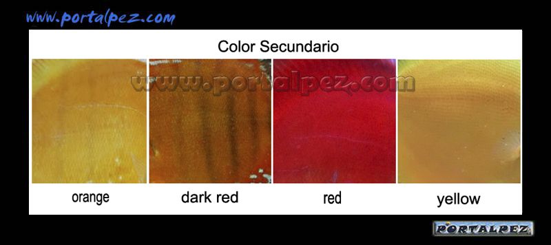 color-secundario-2.jpg