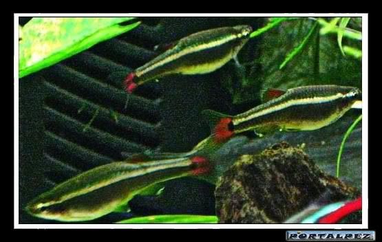 Tanichthys albonubes (Neones Chinos)