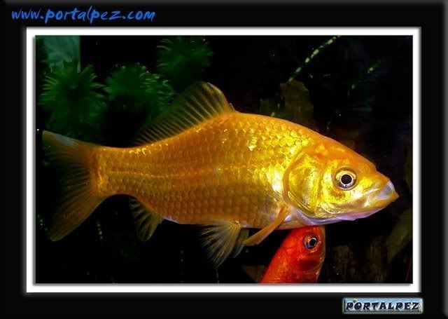 Goldfish, carpa dorada, pez rojo (Carassius Auratus)