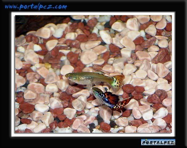 Guppy o pez millón (Poecilia Reticulata)