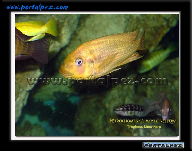 Petrochromis sp. "Moshi"