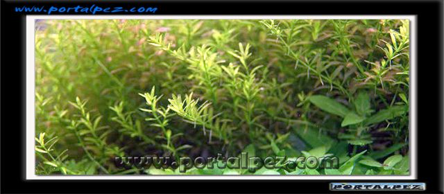 Micranthemum micranthemoides
