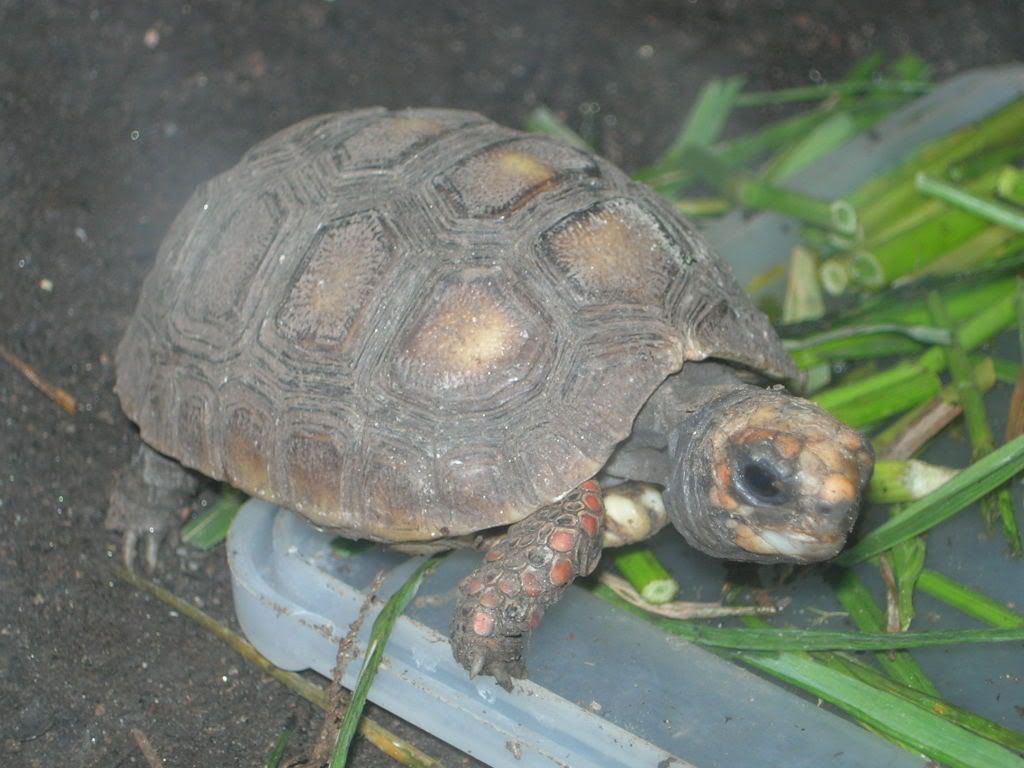 Geochelone Carbonaria tortuga terrestre de patas rojas o tortuga morrocoy