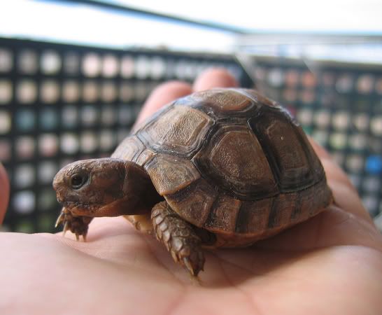 Como cuidar a Una tortuga Terrestre. (Hecho por mi ) Como cuidar a Una tortuga Terrestre. (Hecho por mi )