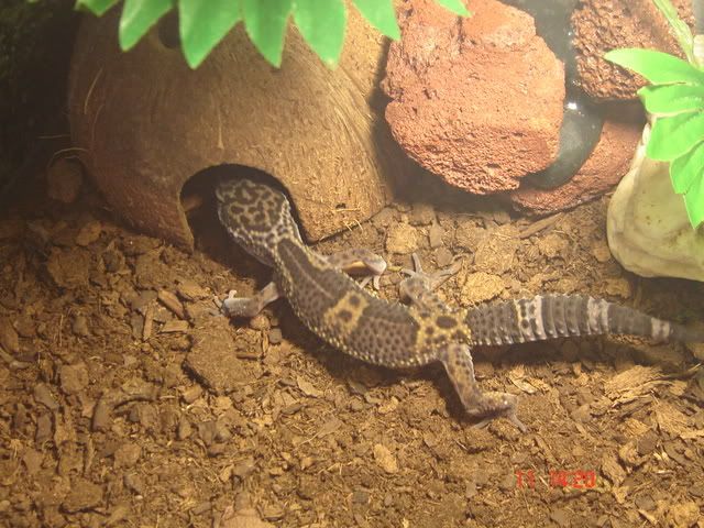 geckos22.jpg