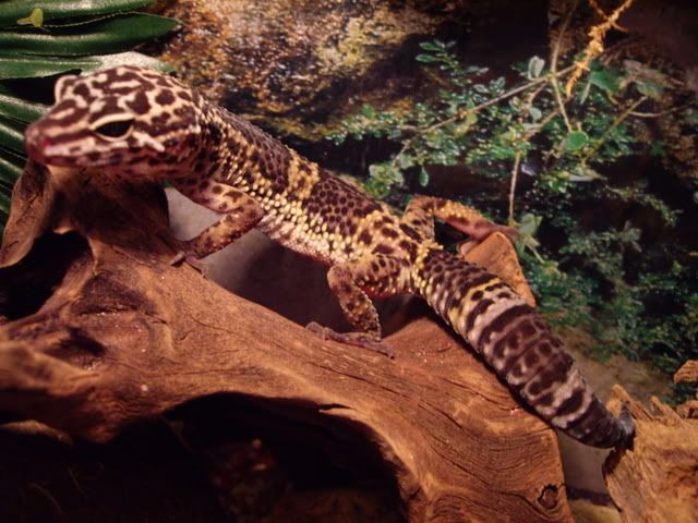 geckos5.jpg