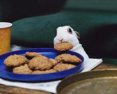 Rabbit Stealing Cookie