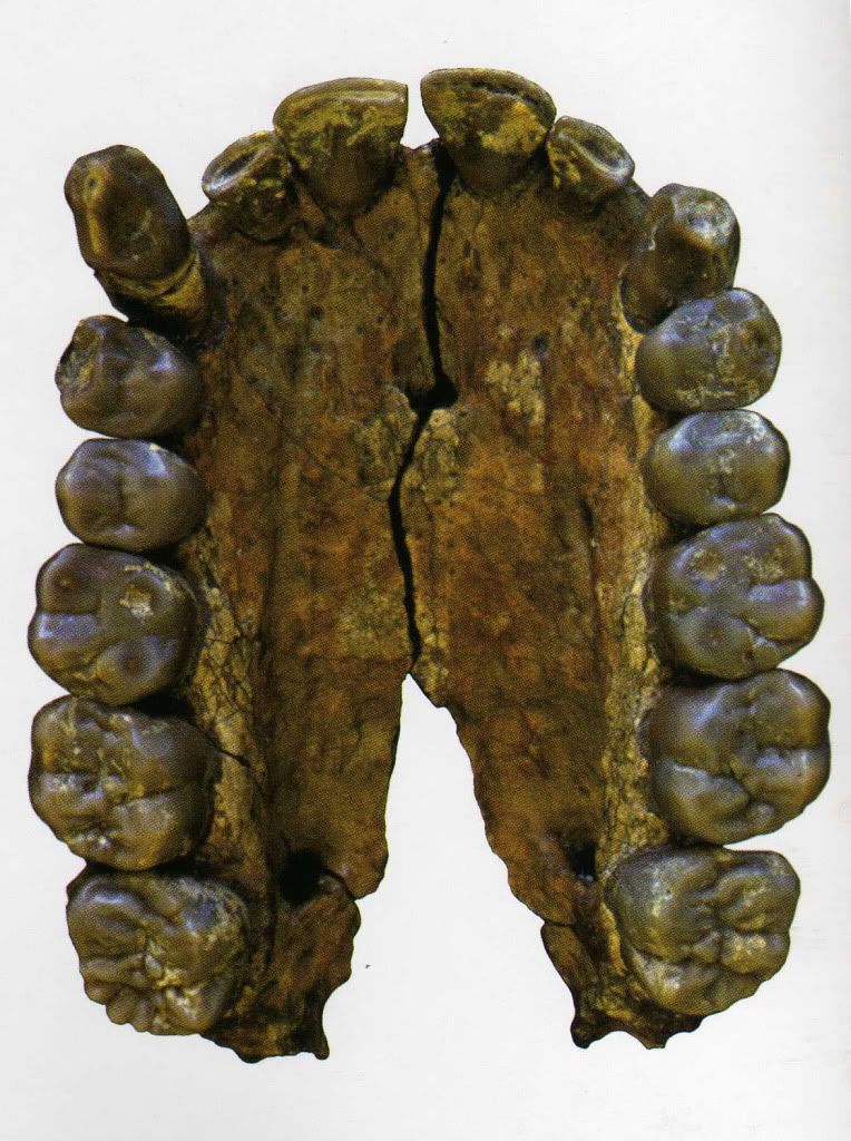 Australopithecinejaw.jpg