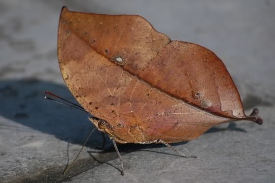 dead-leaf-butterfly.jpg