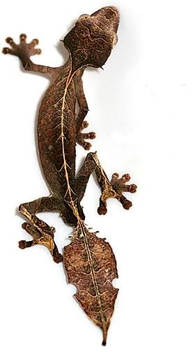 satanic-leaf-tailed-gecko1.jpg