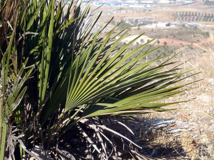 ALAs De Málaga - Especies Autóctonas - FLORA