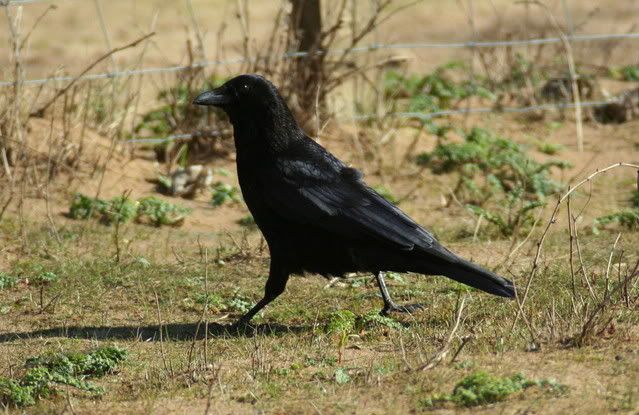 crow Pictures, Images and Photos
