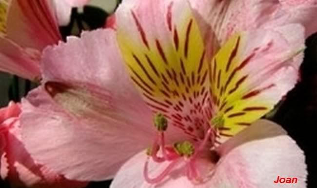 alstroemeria-haemantha-01.jpg picture by joanmacu