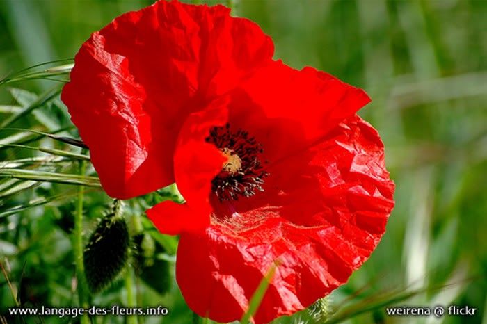 c-coquelicot-1.jpg picture by joanmacu