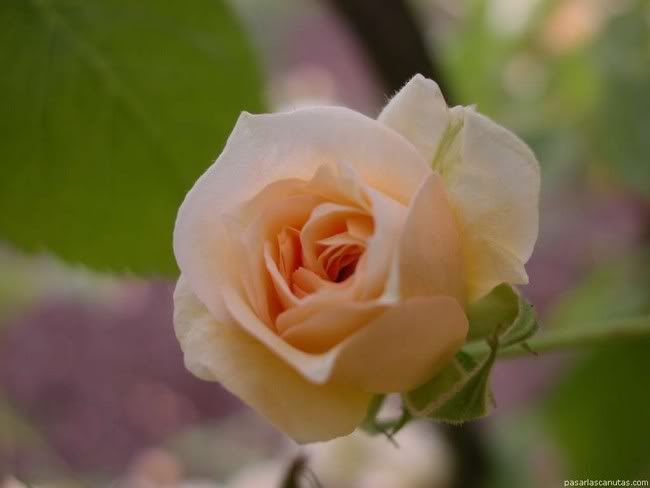 rosa_Alister_Stelle_Gray_3.jpg picture by joanmacu