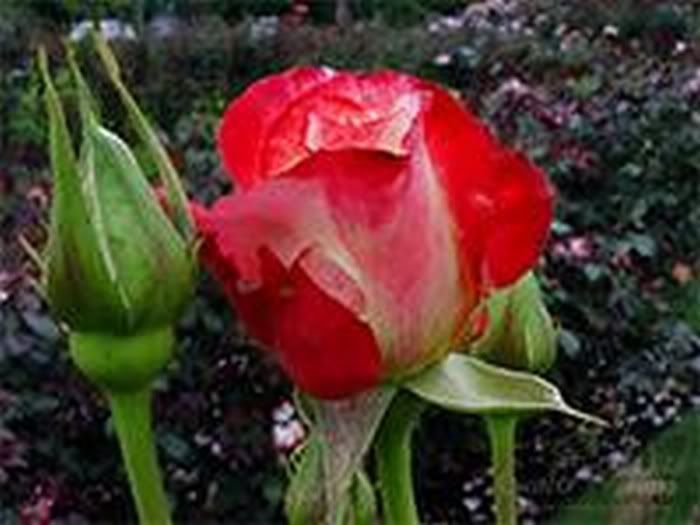 rose-buds-01-thumb.jpg picture by joanmacu