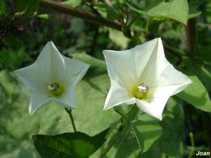 two-white-flowers.jpg picture by joanmacu